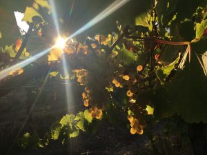 Margaret River 2019 Vintage 1